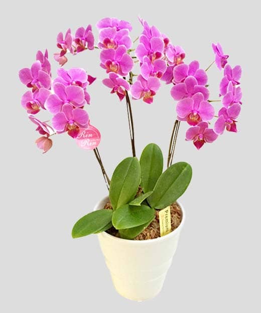 ミディー胡蝶蘭