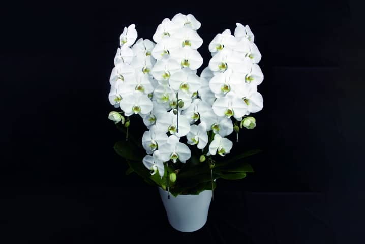 お供え胡蝶蘭