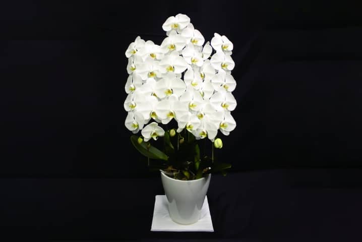お供え胡蝶蘭