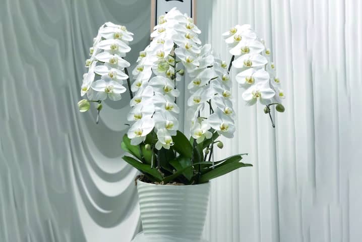 お供え胡蝶蘭